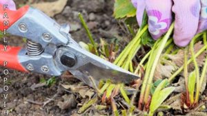 УХОД ЗА КЛУБНИКОЙ В АВГУСТЕ ПОСЛЕ СБОРА УРОЖАЯ ОБРЕЗКА УСОВ КЛУБНИКИ НЕ ПРОПУСТИТЕ ВАЖНЫЕ РАБОТЫ!!