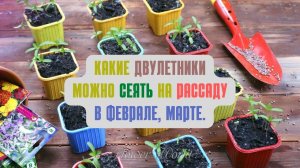 Какие двулетники можно сеять на рассаду в ФЕВРАЛЕ, МАРТЕ?