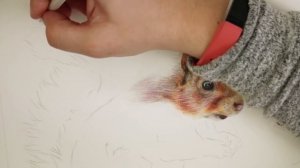 How to Draw a Squirrel with Colored Pencils | Step by Step Tutorial