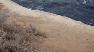 Пляж Ла-Хойя Сан Диего - пляж с морскими котиками (La Jolla, San Diego, California)