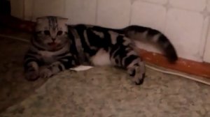 Шотландская вислоухая кошка.