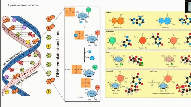 Строим человека - урок 3. Что кушает клетка? смотреть онлайн