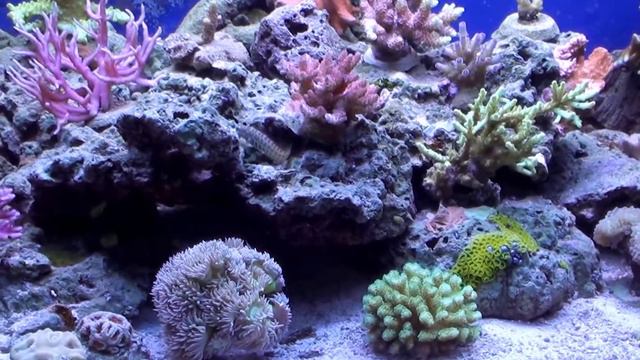 Friends from reef 201410 #3 смотреть онлайн