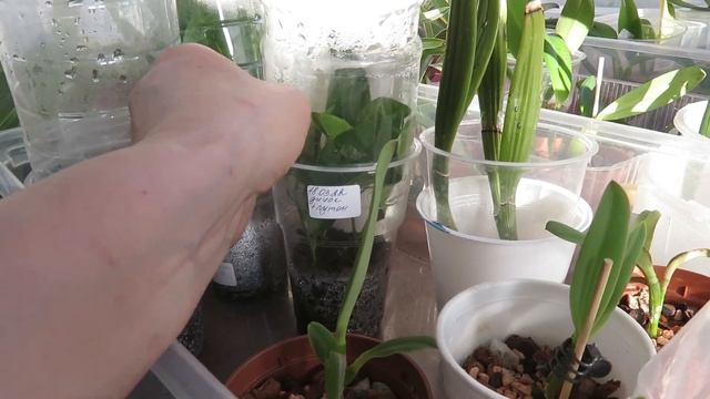 Укоренение черенков цитрусовых с применением укоренителя Лутона.