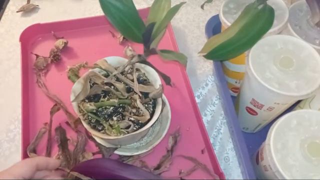 Рукоділля з Nilena Sans кімнатні квіти розсада пеларгонія (герань, калачік) вазон грошове дерево ре