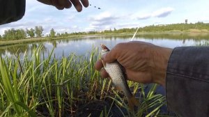 Рыбалка на поплавок. Прекрасный клев плотвы на озере. Плотва одна за другой, даже не ожидал.