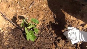 ПОСАДКА ВИНОГРАДА ЛЕТОМ. ПОЧЕМУ именно ЛЕТОМ, и КАК правильно