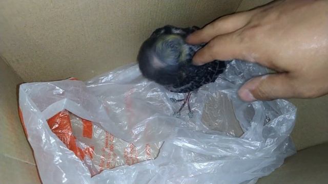 Голубиная История - Alive 60