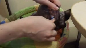 Чистка ушей сфинкс чистим уши. clean the ears Sphinx