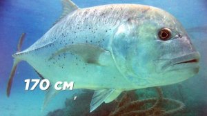 Невероятные Морские Животные, Которые Едят Сухопутных Животных