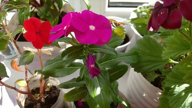 Комнатных растений, которые будут Цвести Зимой смотреть онлайн