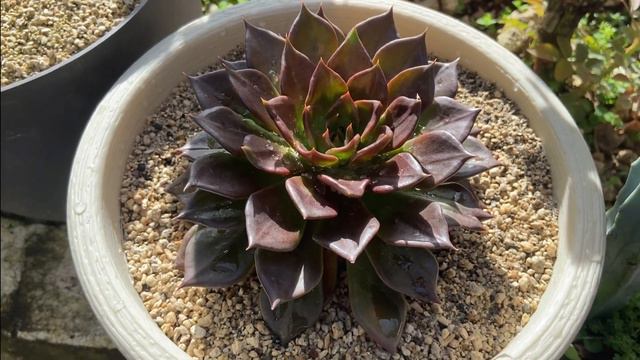 ECHEVERIA BLACK PRINCE     TIPS PARA SU CUIDO