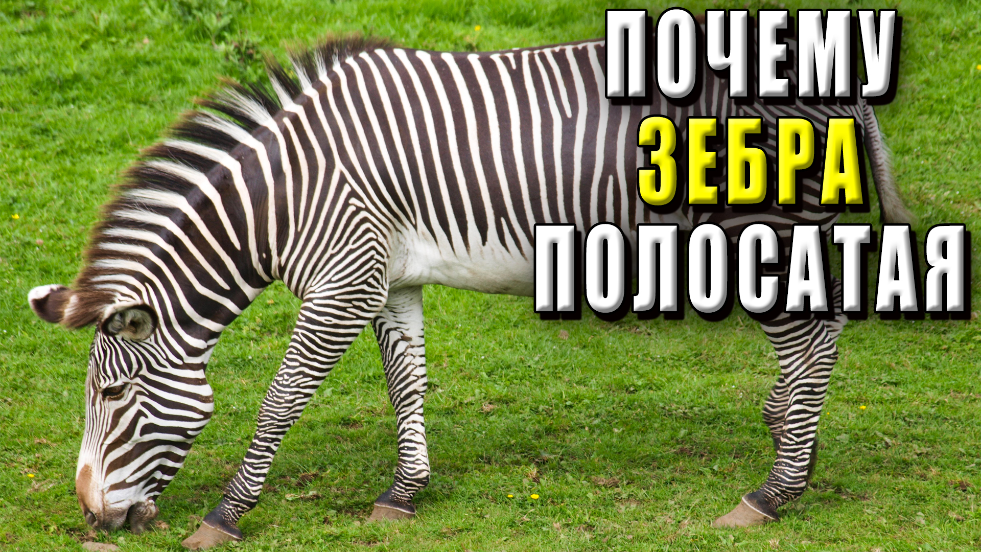Почему зебра полосатая