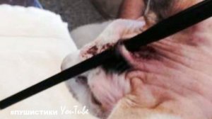 С прострелянной насквозь головой. Ей вонзили в верхнюю часть черепа острое копье