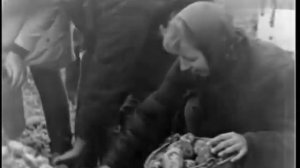 МТЗ-50ПЛ трактор. На картошке. КТН-2. К-3 (1965).