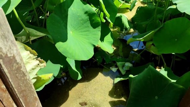 Ботанический сад недалеко от дома. Франция. Jardin des Martels смотреть онлайн