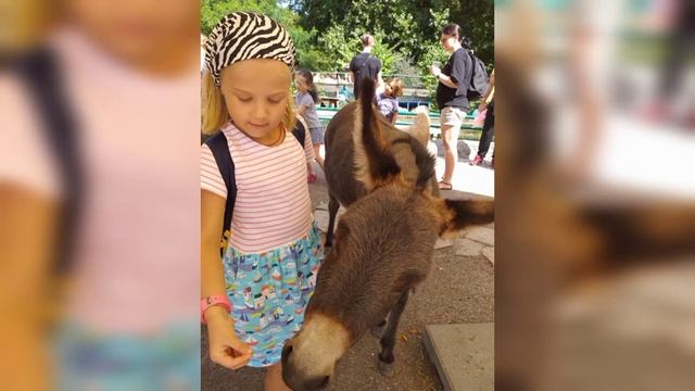 Киевский зоопарк смотреть онлайн