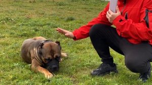 Собака не слушается, как научить команде "нет, фу, нельзя"