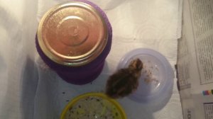 1 - Перепел из магазинного яйца, чем кормить с рождения