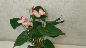 #ЦветыВместе Anthurium Karma Hotlips Антуриум Карма Хотлипс  12/40