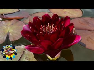 Нимфея Deepest Red (Темно-красная) кувшинка, waterlily, водные растения, пруд