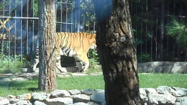 усатый полосатый смотреть онлайн