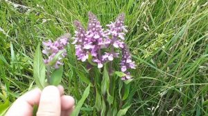 Лекарственные растения июня "Чистец болотный"