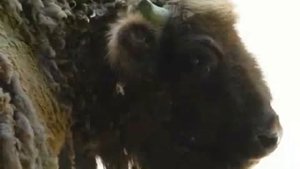 Первобытная живопись. Пещера " Альтамира"