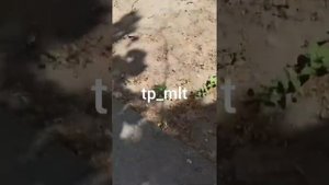 Пьяные родители с трехлетним ребенком в Запорожской области