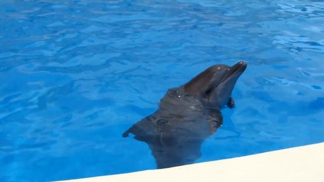 Купание-плавание с ДЕЛЬФИНАМИ! ВЛОГ-Прикольное Видео для детей! смотреть онлайн