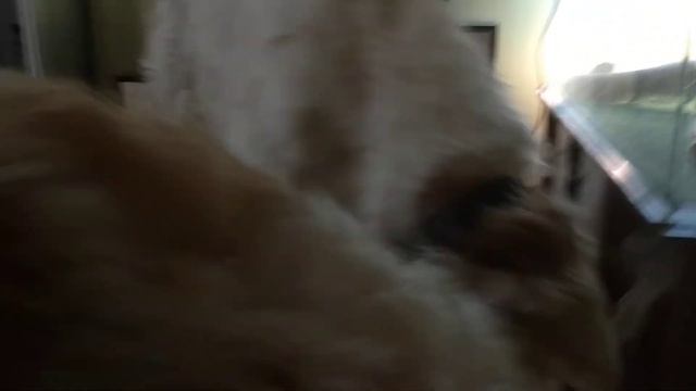 Русская псовая борзая Аврора и Догон играют. Смотри будни борзятника. И так каждый день:) смотреть онлайн