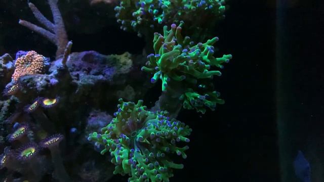 Рассвет в моём морском аквариуме смотреть онлайн