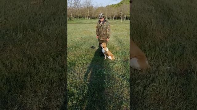 Hare  aport training  for hunt Вracco Italiano! La lièvre aport chien de la chasse Bracco Italiano!