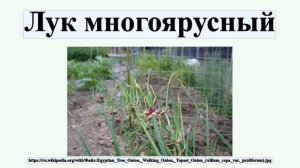 Лук многоярусный