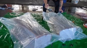 Monster Fish - Giant Marlin cutting master旗魚切割大師