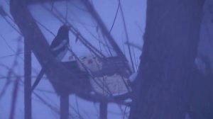 Подкармливаю сорок зимой