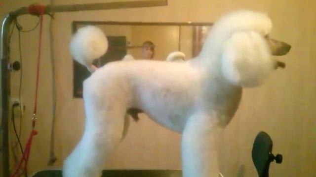 Белый пудель. Стрижка окончена смотреть онлайн