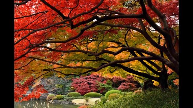 Природный калейдоскоп.Осенний японский сад. смотреть онлайн