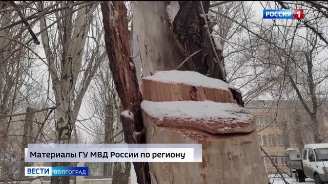 В Волгограде с поличным задержан черный лесоруб смотреть онлайн