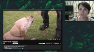 Почему лабрадор укусил Цезаря? Разбор видео.