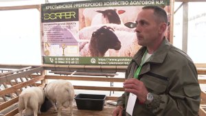 Бараны дорпер на выставке овец и коз в Дагестане 2024 #dorpersheep #дорпер #dorper #овцеводство