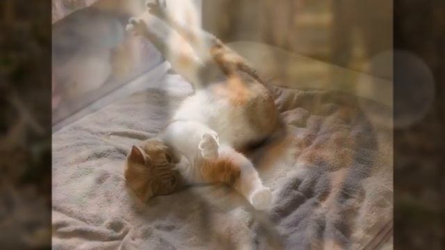 Забавные коты и кошки. Кошки потягушки фото. смотреть онлайн