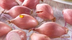 Лук овощной Россана (розовый) ? обзор: как сажать, лук-севок и чеснок лука Россана (розовый)