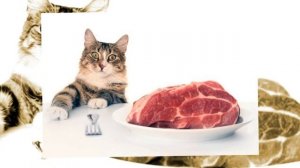 Как моя  трёхцветная кошка Муся не только откармливала меня, но и помогла найти отличную работу!