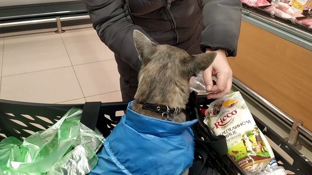 Любимый отдел в магазине для любой собаки.