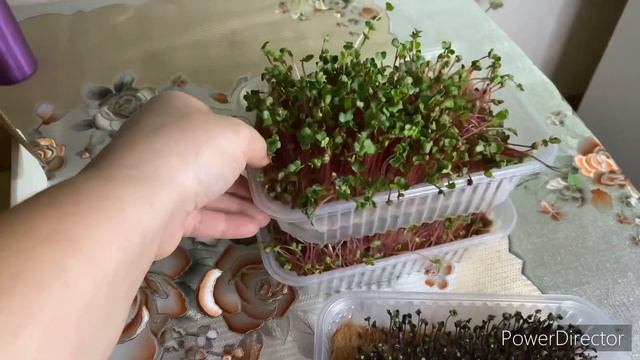 Как вырастить микрозелень