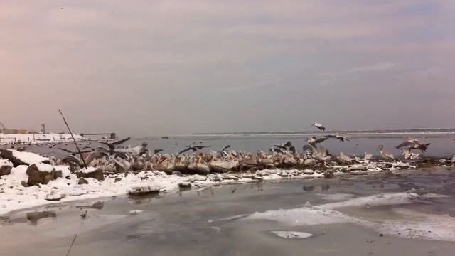 Кудрявые пеликаны в Махачкале смотреть онлайн