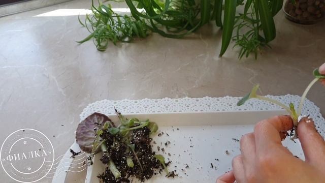 Как рассадить детки от листа фиалки смотреть онлайн