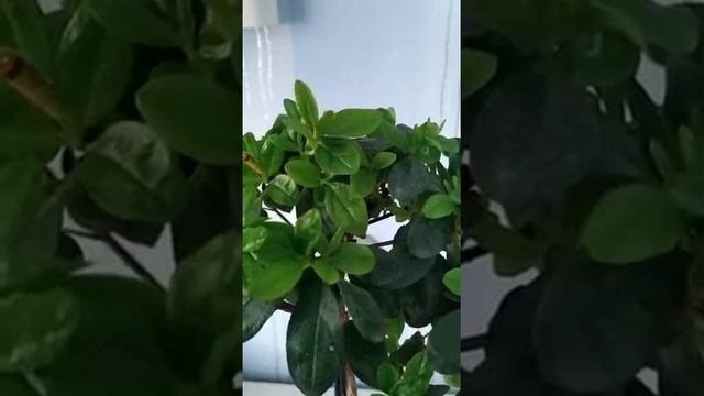 Азалия. Уход и рассадка в домашних условиях. смотреть онлайн