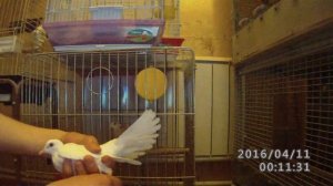 Кольцевание голубей. Продажа горлиц. Кольца для голубей